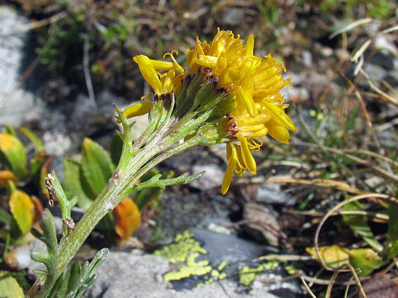 Jacobaea carniolica  / Senecione della Carniola